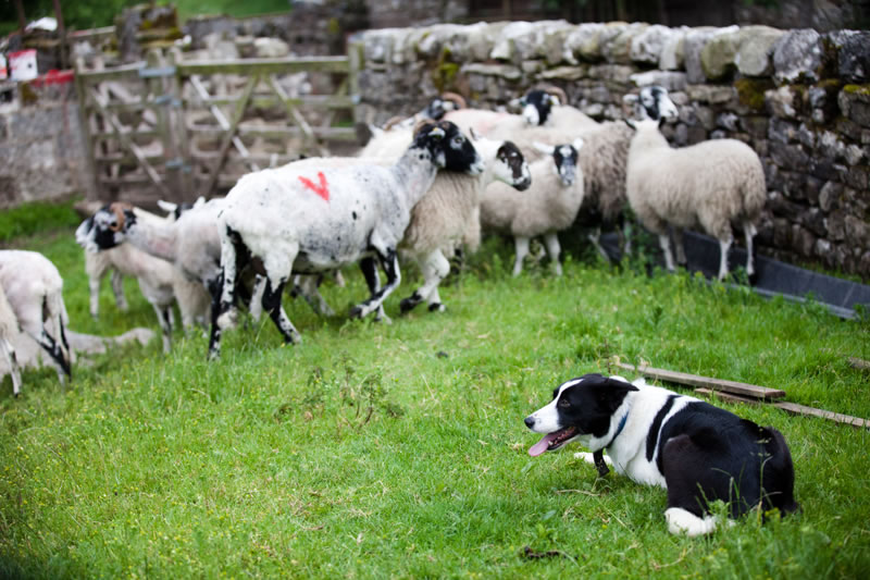 Sheep-and-dog